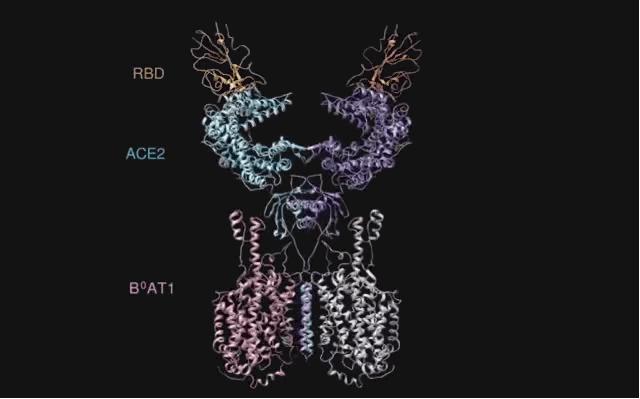 新冠疫苗之疫苗科普小知识 (疫苗最新消息新冠疫苗种类)