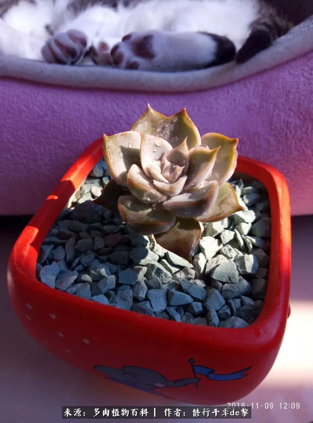 鱼和熊掌不可兼得自由和爱情,鱼和熊掌不可兼得胖和丑如影随形