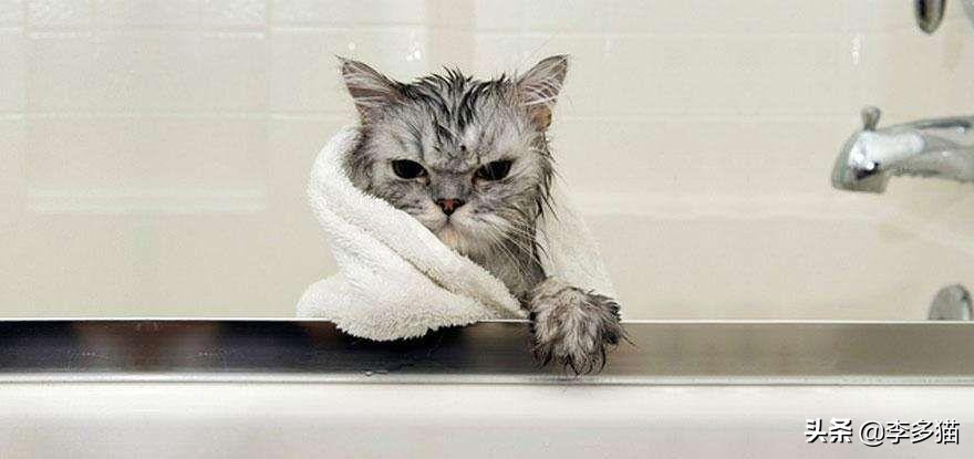 给猫咪洗澡的做法,给猫咪洗澡的方法和技巧