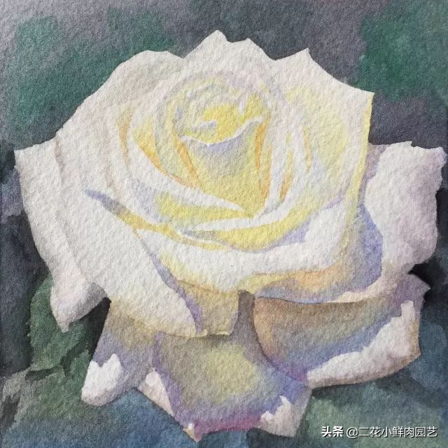 100种花卉绘画,100多张花卉线描手稿素材赶快收藏