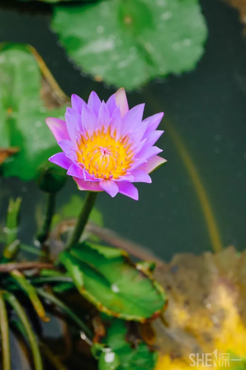 蛇口，传统与现代的并存