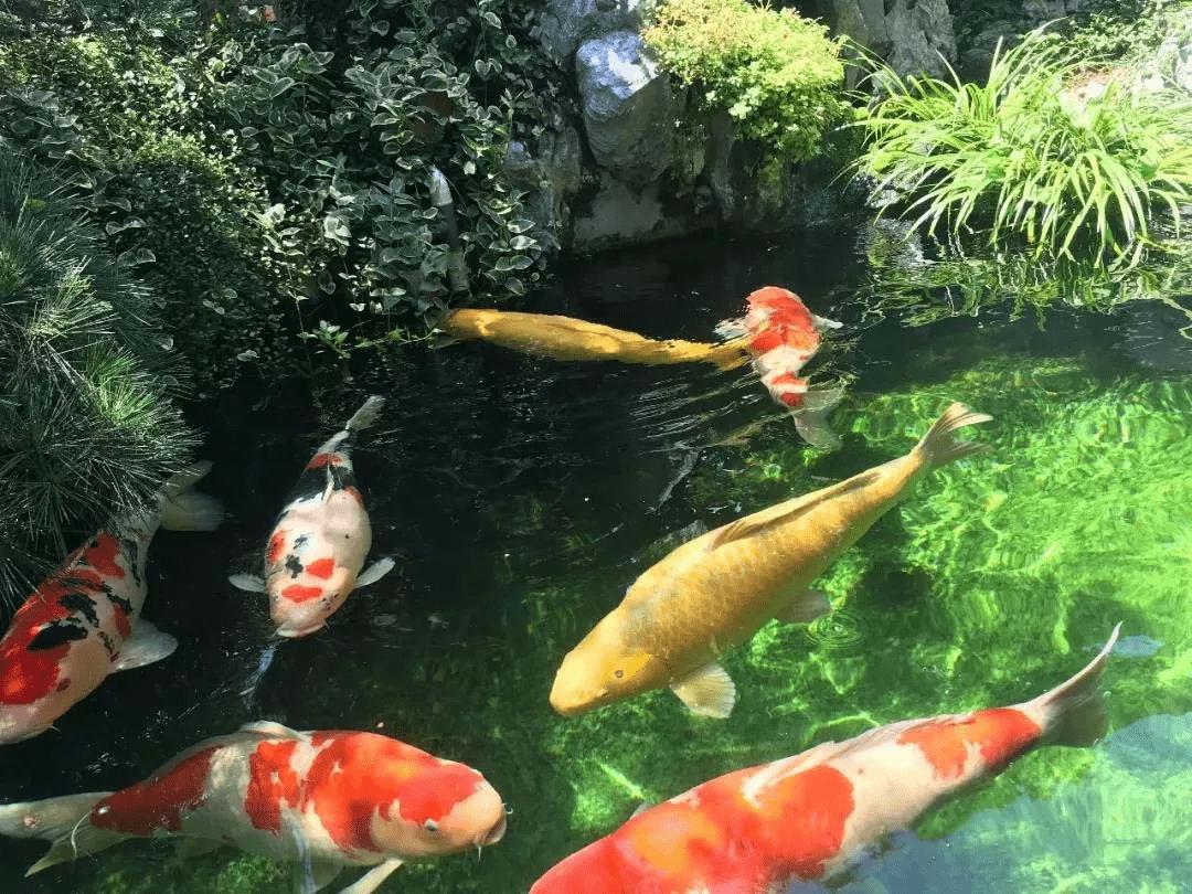 锦鲤鱼池传统过滤和智能过滤结合,锦鲤鱼池冬天到了要不要关过滤