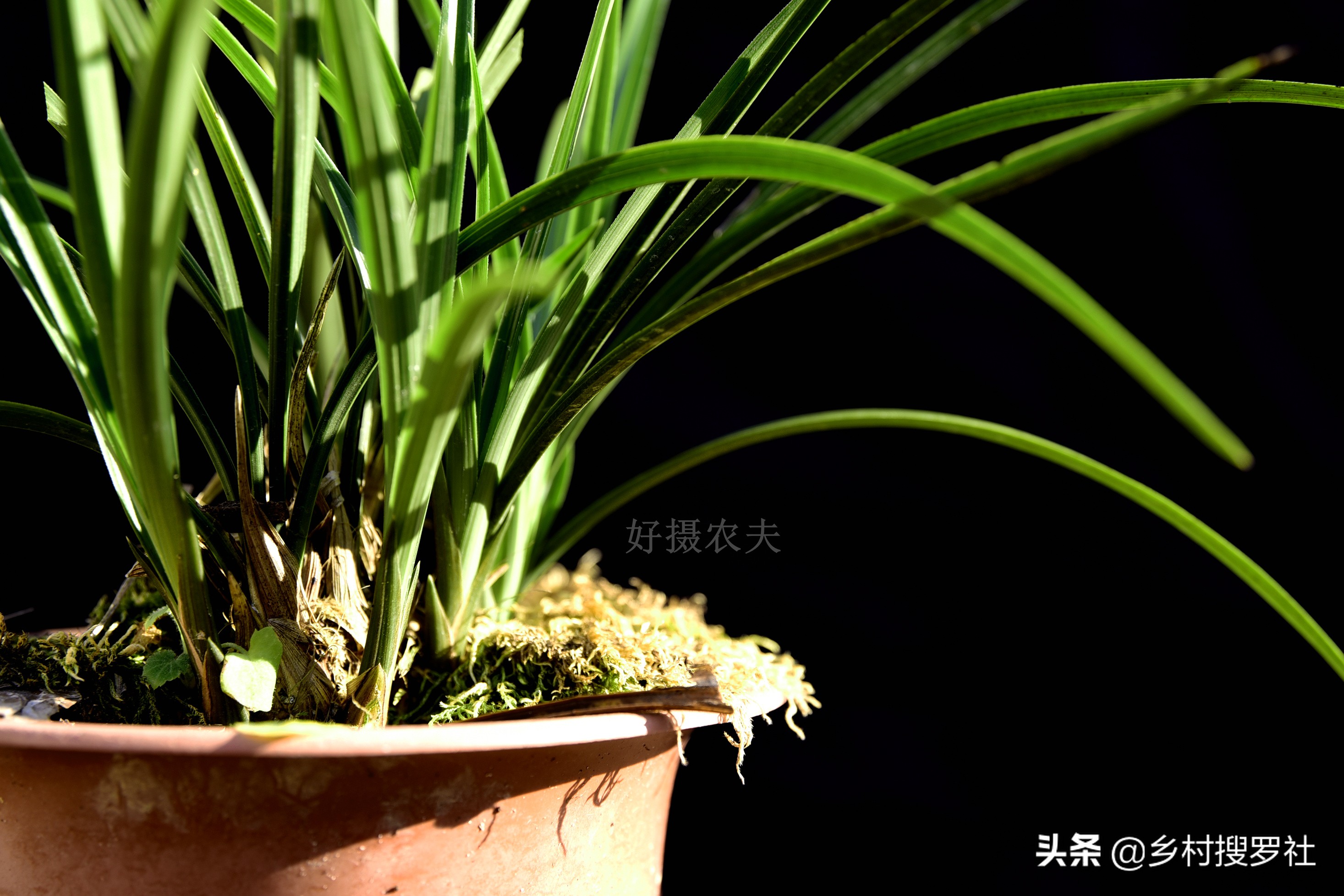 兰花最实用的肥料君子兰,兰花常用肥料有哪些