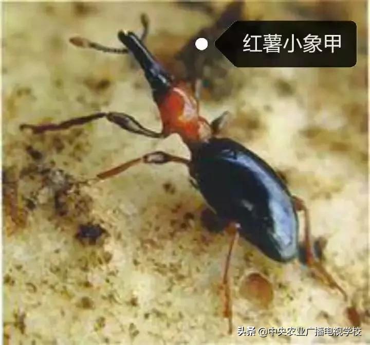 红薯如何防治小飞虫,怎样治红薯地下害虫