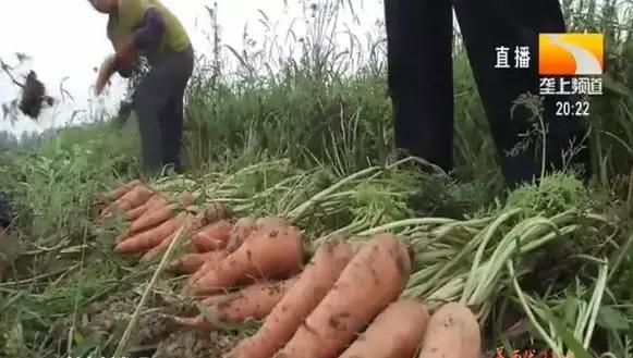 胡萝卜是什么季节才能吃到的,原来我们吃的水果以前都长这样