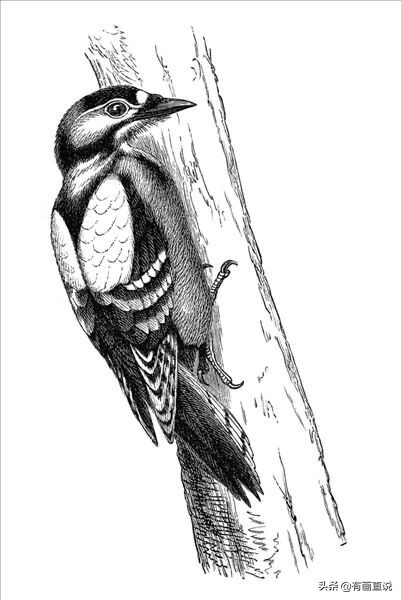 创意素描图片临摹大全4k,零基础简单素描画临摹
