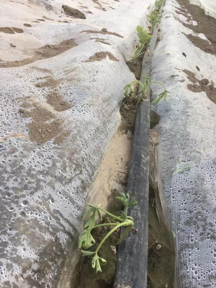 西瓜小叶病西瓜叶片卷曲原因,西瓜龙头皱缩什么原因