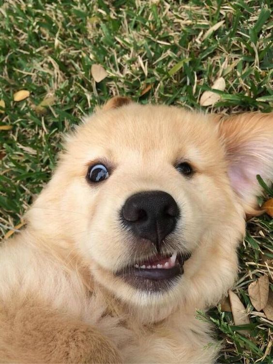 春节期间怎样养好狗狗,如何养好狗狗和主人的关系