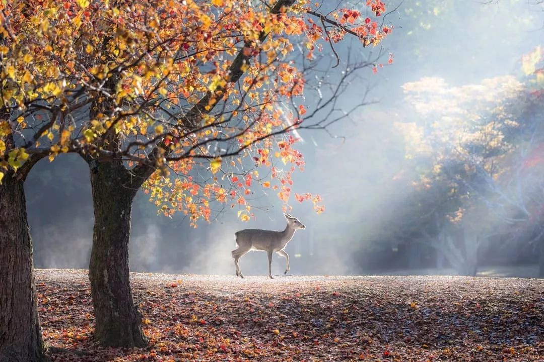 奈良唐朝长安城,奈良和长安城对比