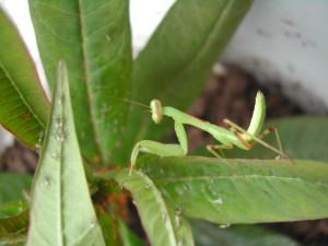 草丛杀手攻略,草丛杀手完整版视频
