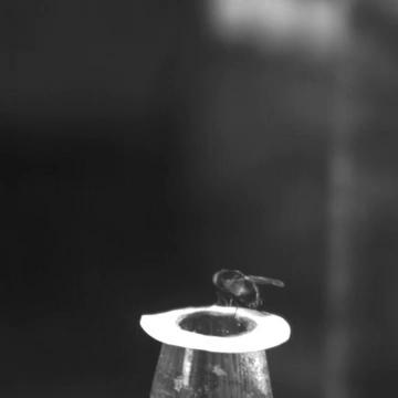 为什么苍蝇这么难打到,苍蝇为什么难抓