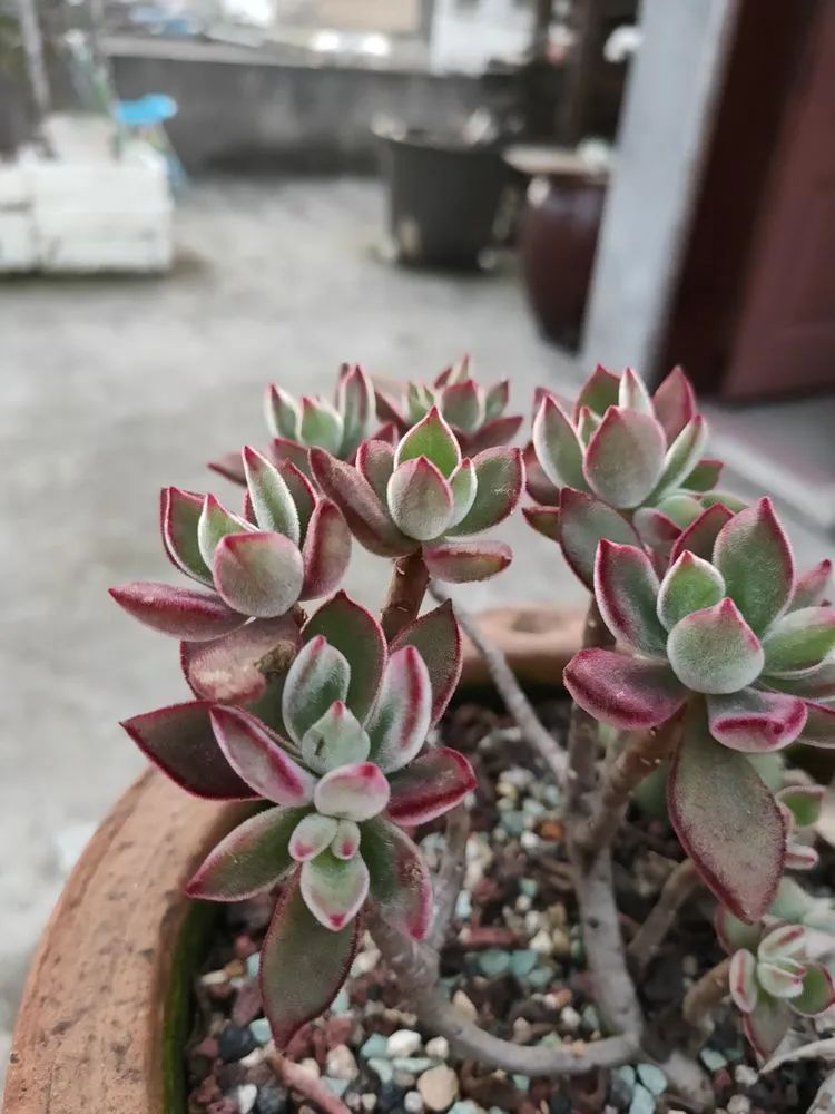 疫情期间在家欣赏多肉,疫情期间被多肉治愈