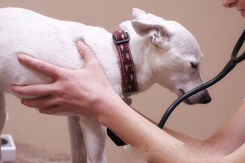 狗狗生病了作为主人该怎么应对,狗狗突然生病主人大哭