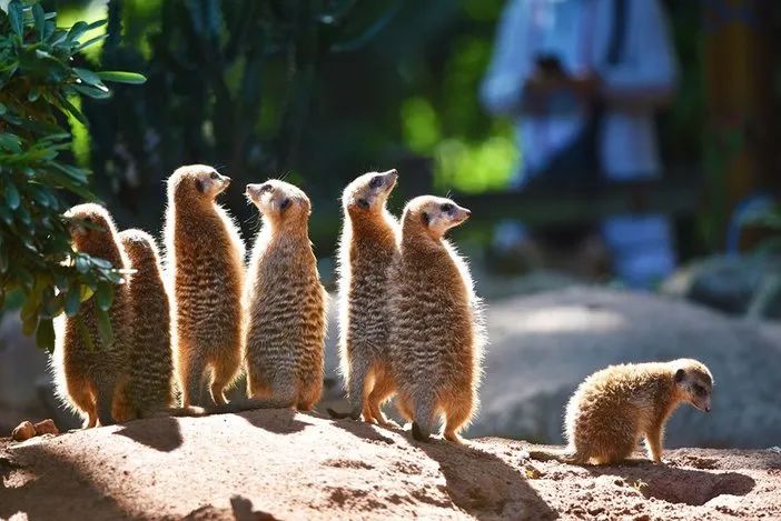 长隆野生动物世界暑假攻略,广州长隆野生动物园亲子一日游攻略