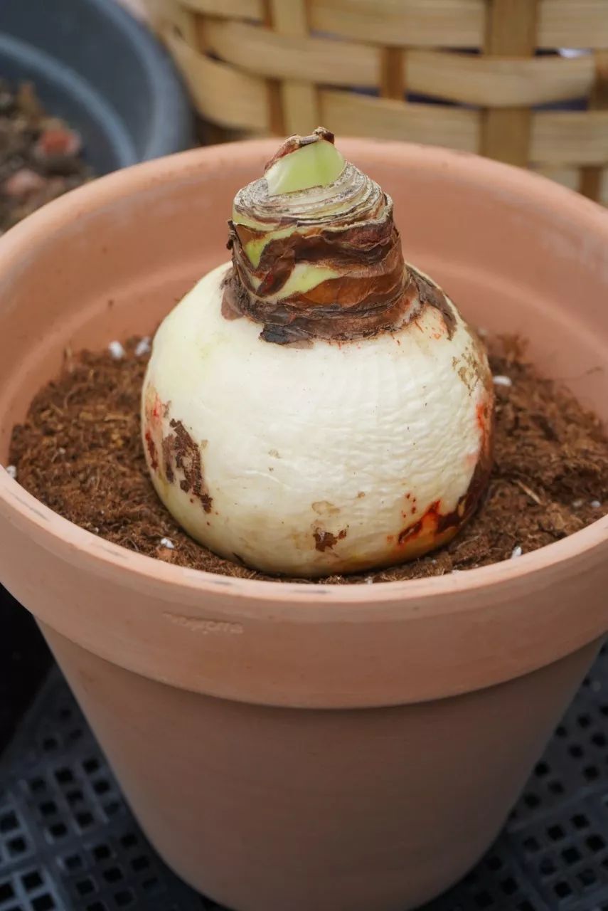 朱顶红为什么老是烂球,怎么才能让朱顶红不生小球