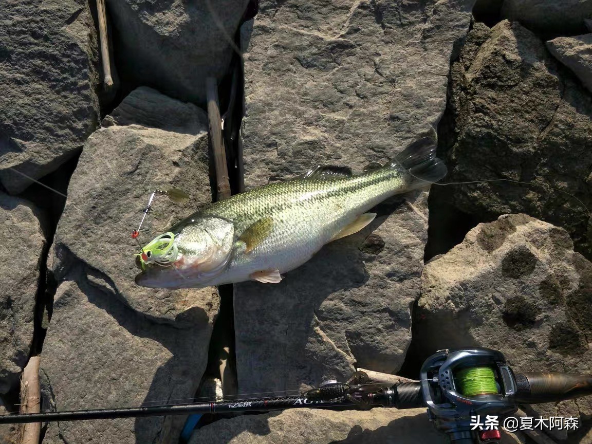 路亚不知道钓什么鱼用什么饵,路亚新手不会打前导怎么办