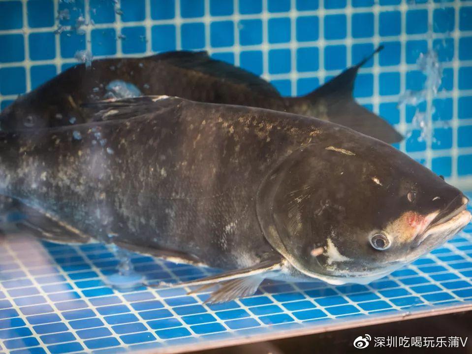 宝安人的顺德饭堂，生蚝用木桶蒸，还加黑松露