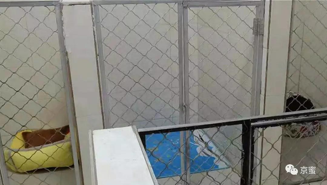 出租屋饲养宠物,出租屋为什么不能养宠物