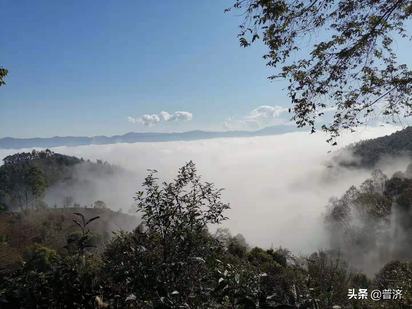 普洱古树茶花怎么喝才好喝,普洱古茶树茶花功效和作用是什么