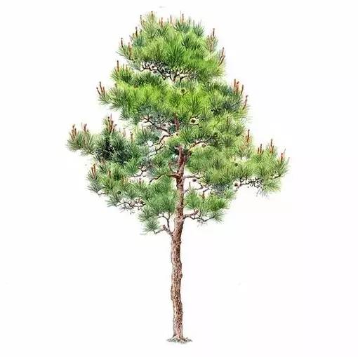 十种不同树叶的画法,五种不同树木的画法简单的