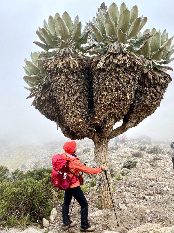登上非洲之巅乞力马扎罗山，瑞士Odlo奥递乐保暖内衣实测