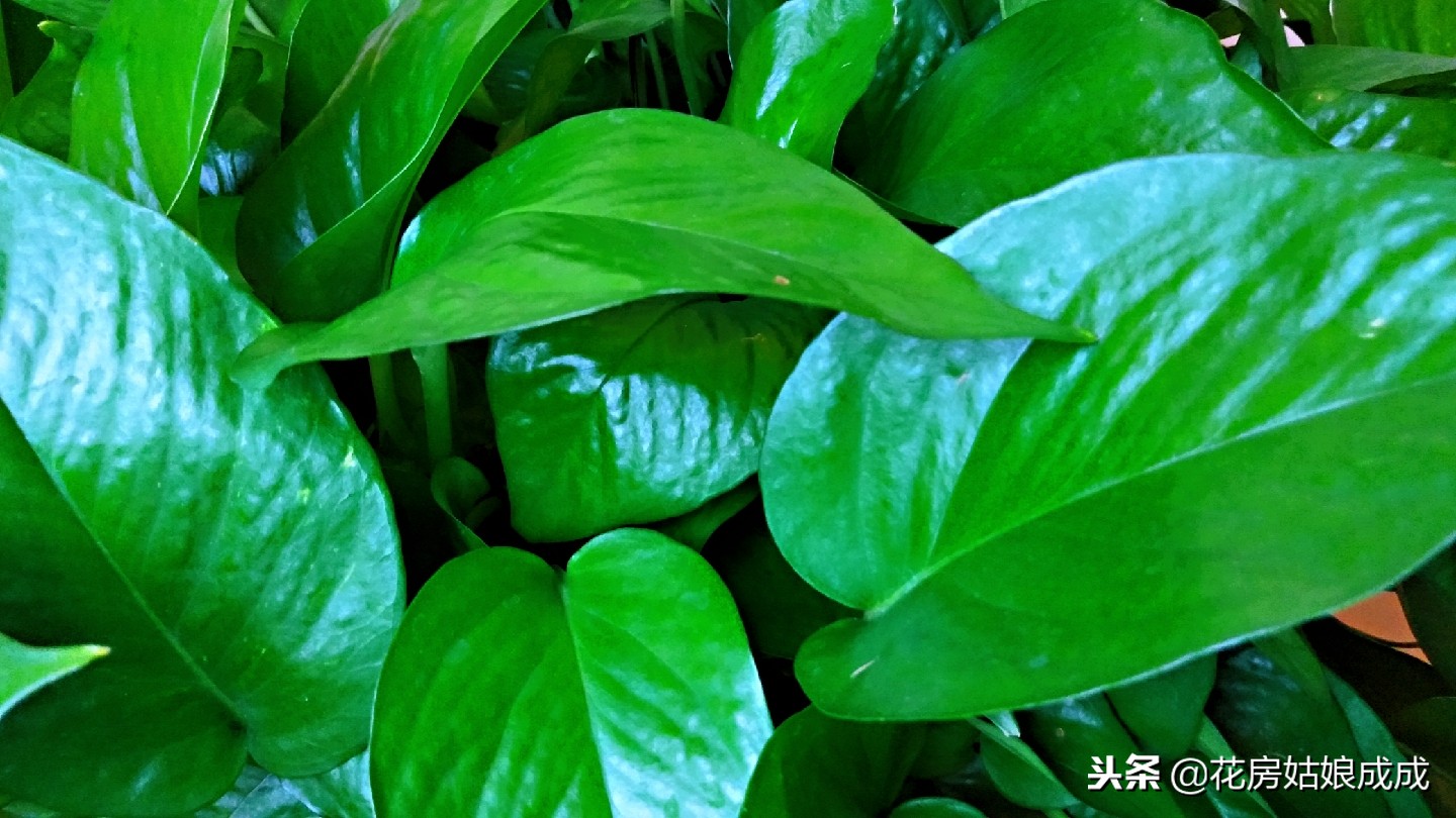 绿萝长得很松散怎么办,绿萝稀稀拉拉还发黄用什么药