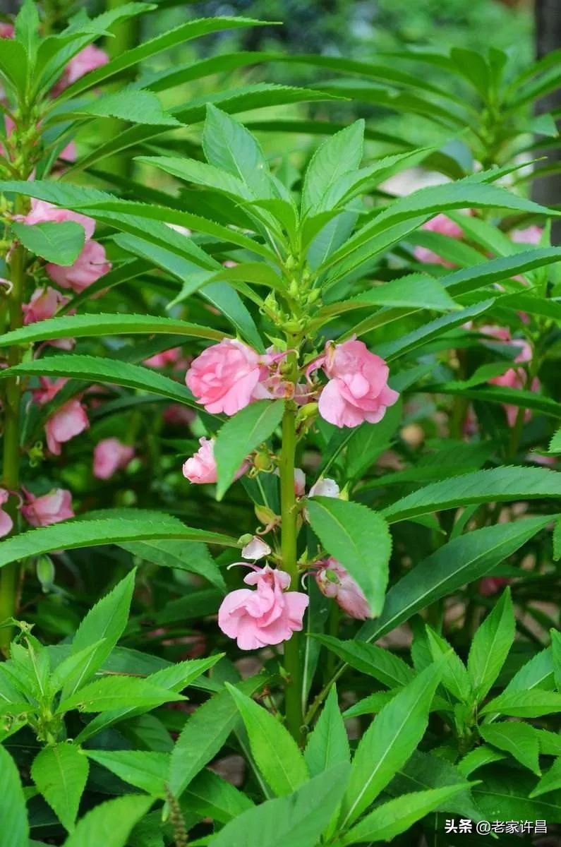 家家都会有烦心事好好面对,家家都有难事
