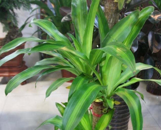 万能药片盆栽,养盆栽的小妙招