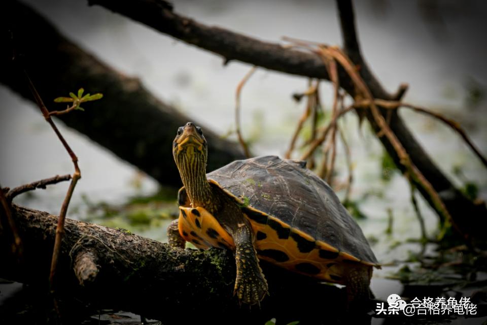 怎么给龟苗布置环境,怎么给龟龟设置深水区