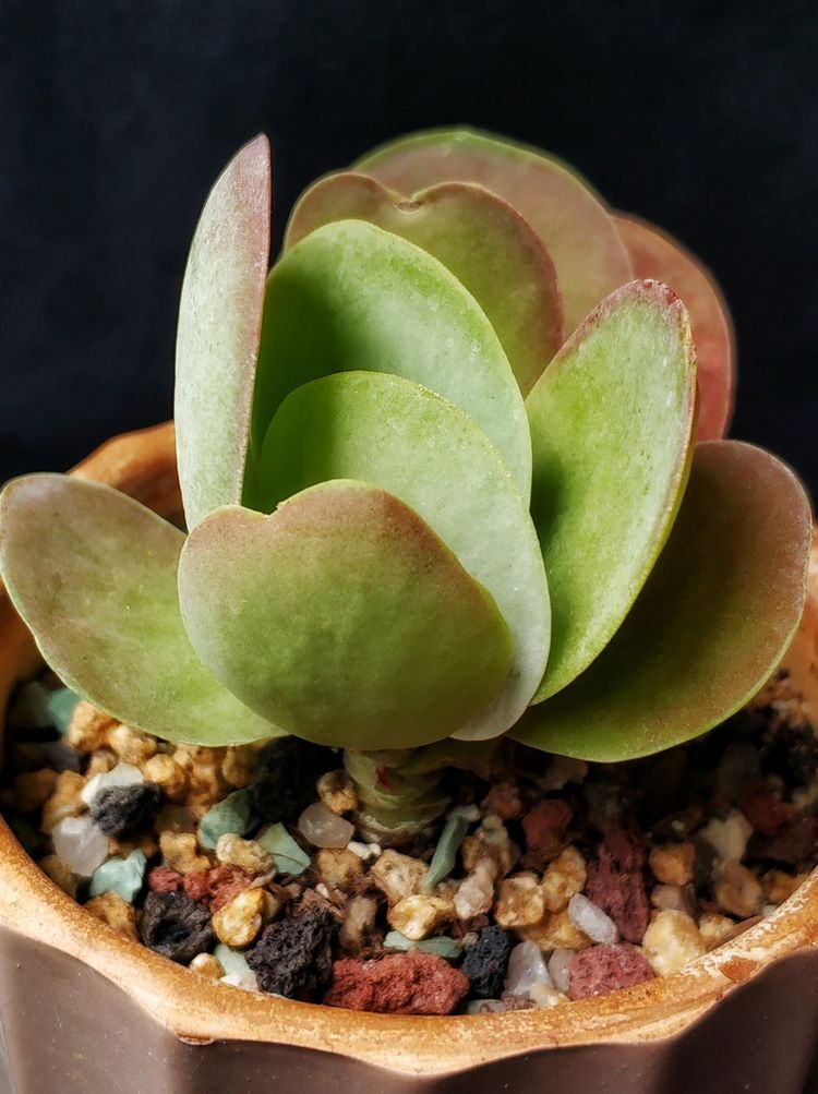 记录多肉长大的全过程,记录所有多肉成长过程