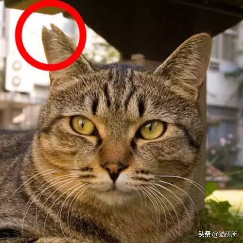 救助流浪猫要掌握正确方法,流浪猫正确的救助方式