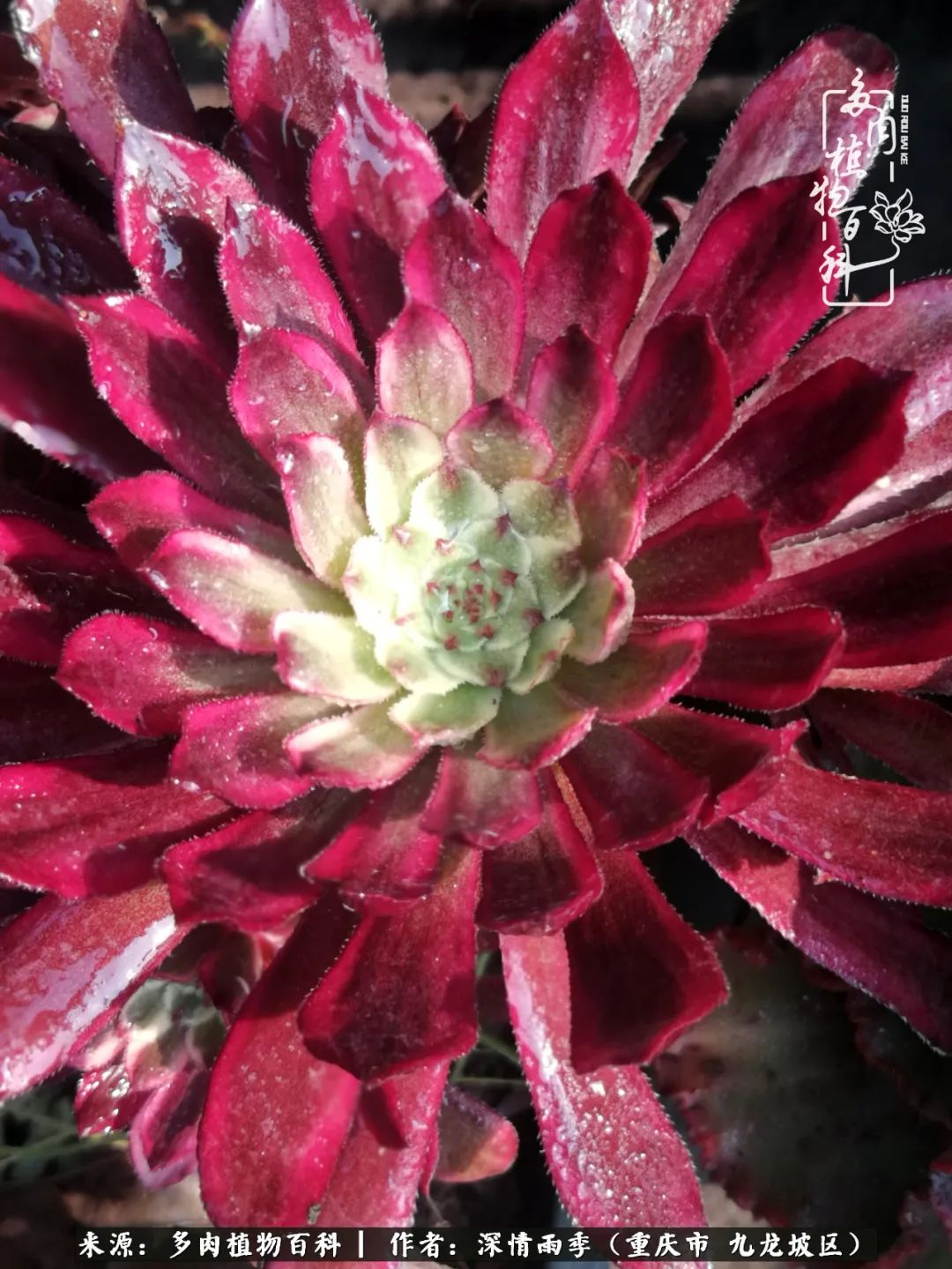 在重庆养多肉养的是一种信仰,重庆养多肉适合用什么土