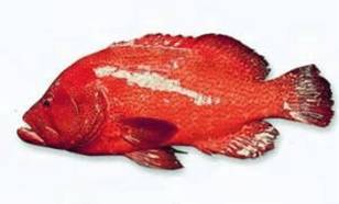 十种受欢迎的海鲜鱼类,最名贵的海鲜鱼类