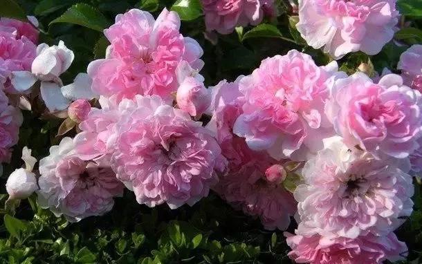 玫瑰有几种品种图片及名称,玫瑰品种分类名称及图片介绍