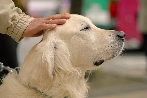 感谢15888名导盲犬支持者，1吨耐吉斯犬粮已送达导盲犬基地