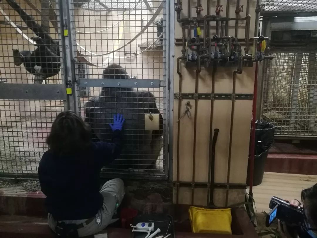 亚特兰大动物园,亚特兰大动物园和华盛顿动物园