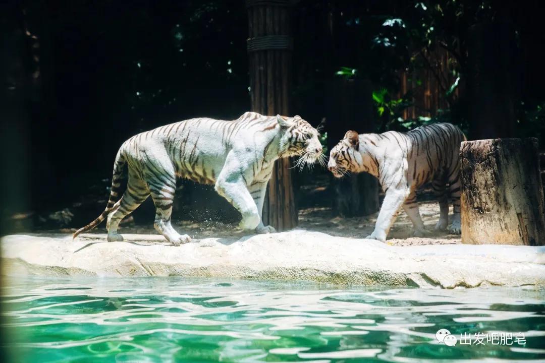 长隆飞鸟乐园怎么去长隆欢乐世界,汉溪长隆地铁站去长隆飞鸟乐园