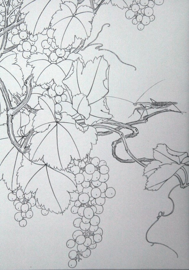 工笔勾线葡萄的画法,工笔画葡萄的上色画法步骤