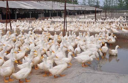 肉鸭经常性的拉料便该怎么解决,肉鸭27天粪便绿和白什么原因