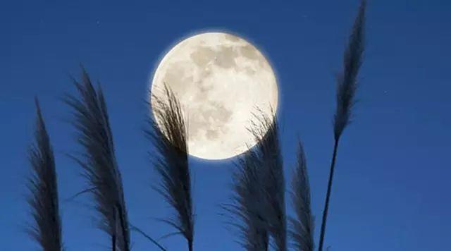 古诗中浪漫的句子,古诗中的浪漫诗句