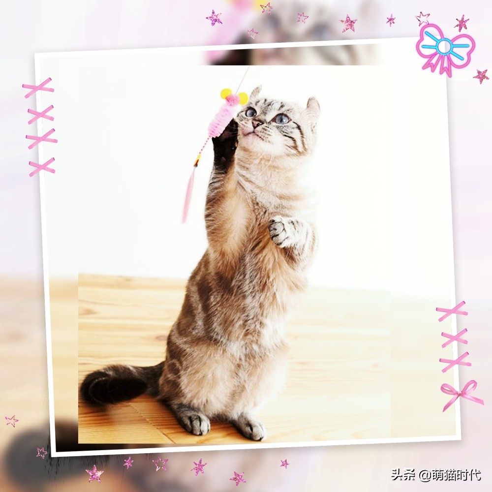 怎么判断猫咪的视力和听力,认知小猫