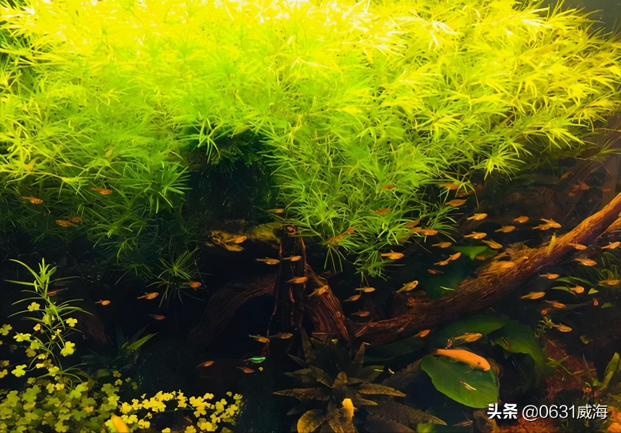 新手入水草缸一定要（先简后难）（先小后大）（守住心，留住魂）