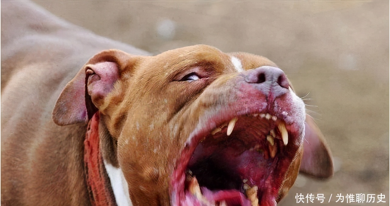 为什么狗狗总是一直盯着你,为什么狗狗会一直盯着自己看