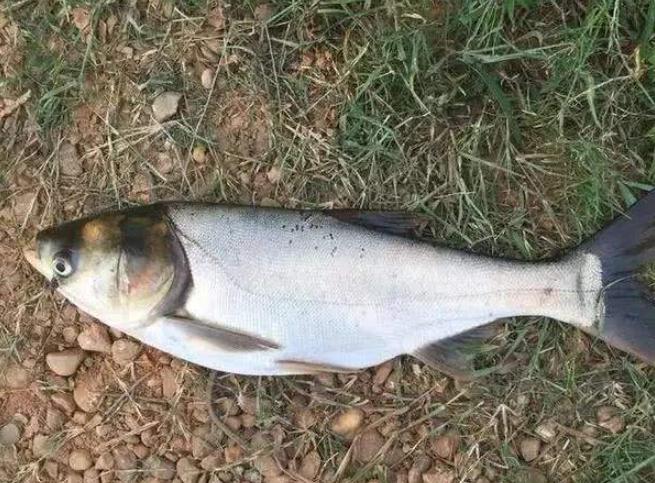 花白鲢有寄生虫是怎样的,白鲢头部有寄生虫