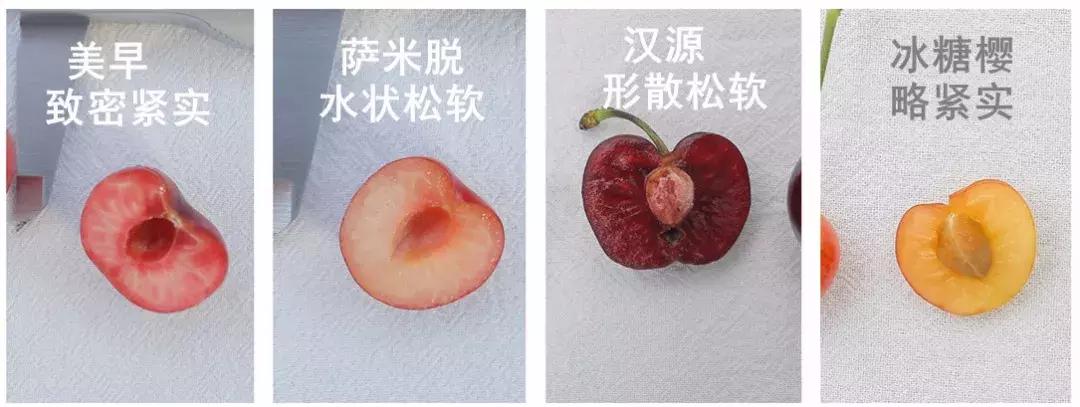 樱桃测评博主,樱桃测评