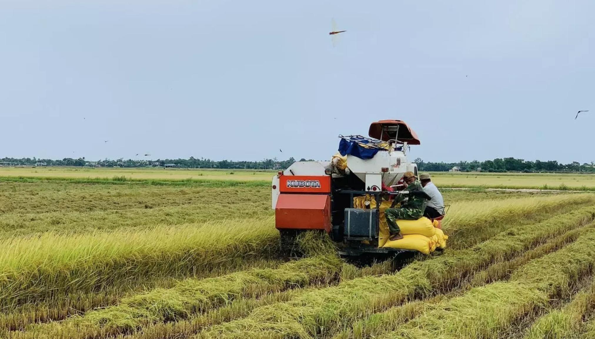 越南稻米叫什么,越南稻米
