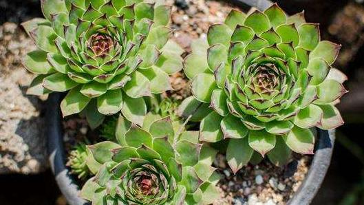 观音莲多肉细长怎么办,观音莲叶子下垂