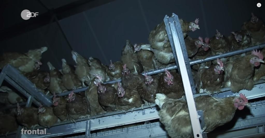 市场上的有机鸡蛋是真还是假,德国记者采访视频