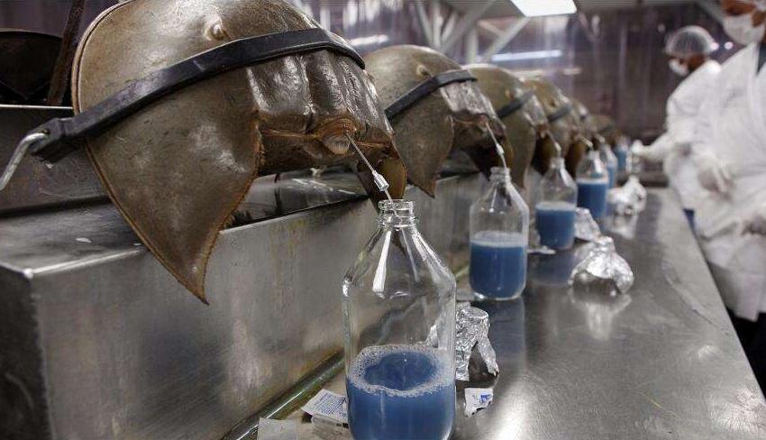 中华鲎的蓝色血液有什么用,中华鲎的血液长什么样