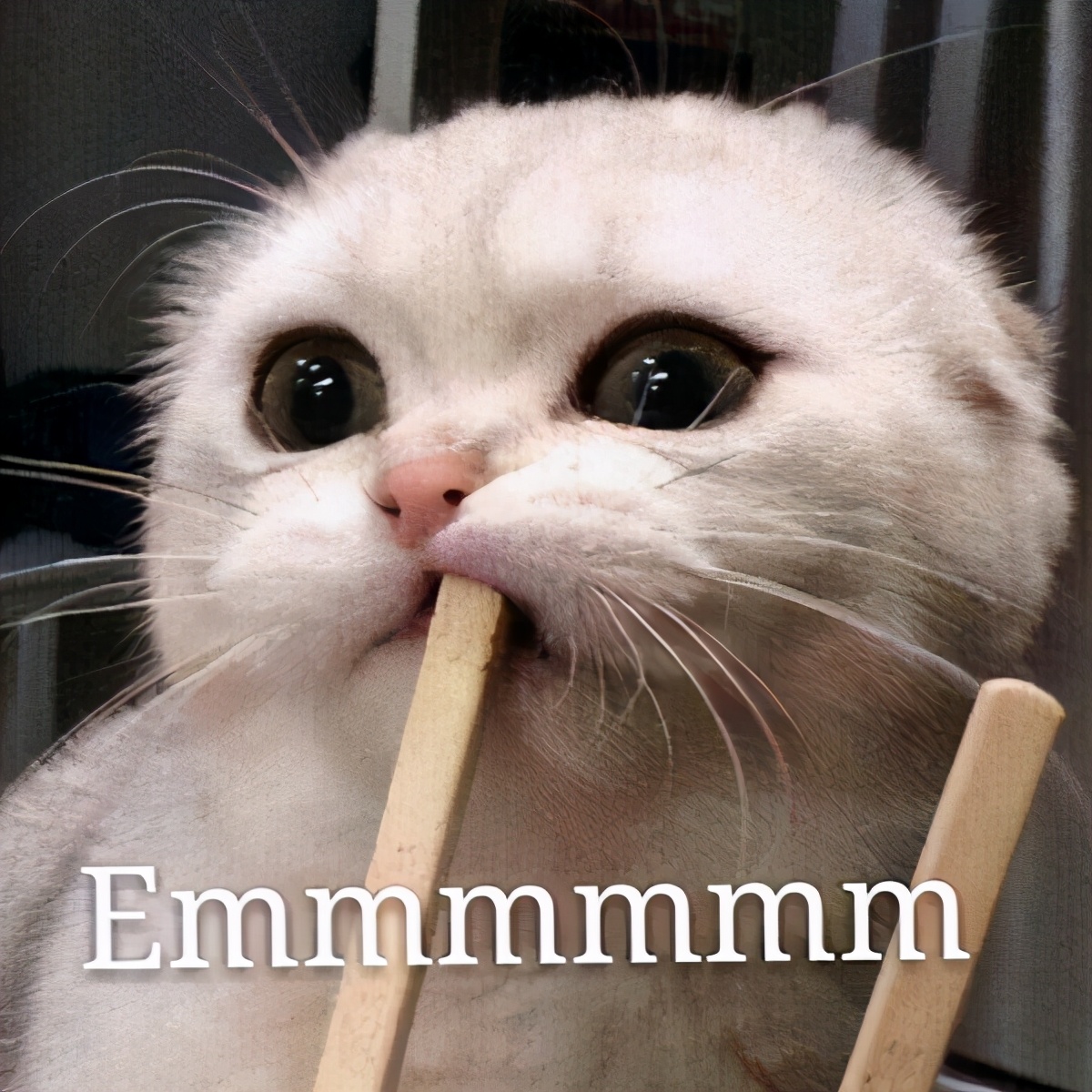 猫咪毛发枯燥无光6大原因分析,猫咪毛发干枯没光泽怎么办